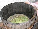 Must Barrel with Crushed Grapes (Day 1)